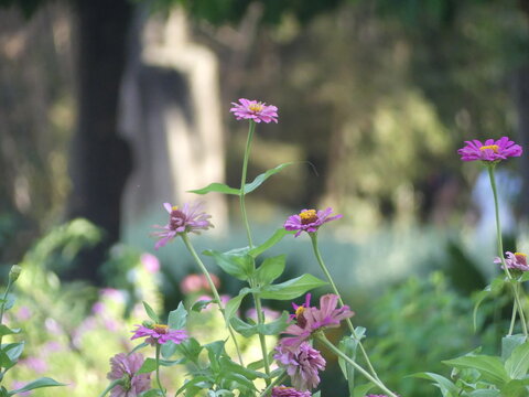 Flores en el jardin Jnan Sbil en Fez