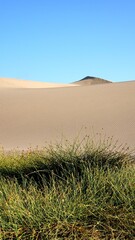 Save Planet Earth, small plants in front of a sand dune. Agriculture in crisis due to global warming concepts. Vertical photo