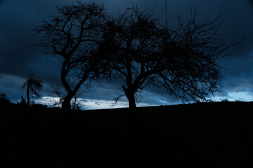 trees at night
