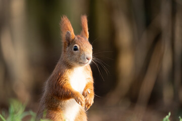 squirrel in the forest