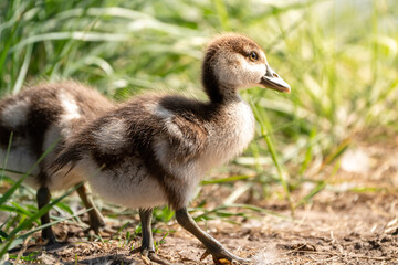 baby canada goose