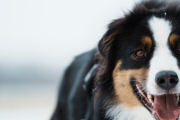 Austrailian Sheppard