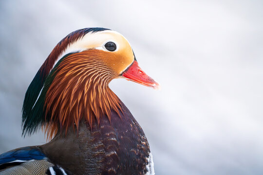 duck in the snow