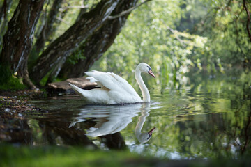 swan on the water