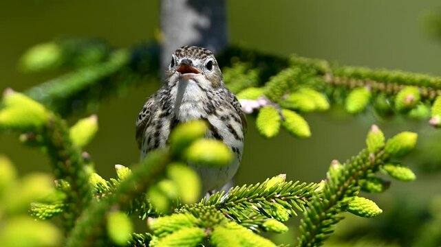 Tree pipit is singing