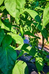 Vibrant Green Pepper Plant in Garden at Eye Level