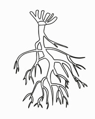Vector isolated illustration of tap root system.