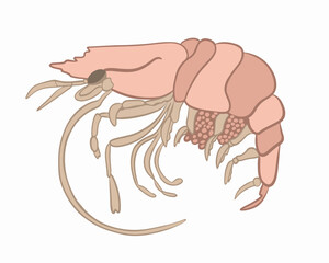 Vector isolated illustration of shrimp on a white background.