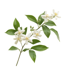 Fototapeta premium Star Jasmine object isolated on transparent png.