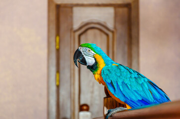 Macaw parrot with colorful plumage sits on railing in house against a wall background © Todayphoto