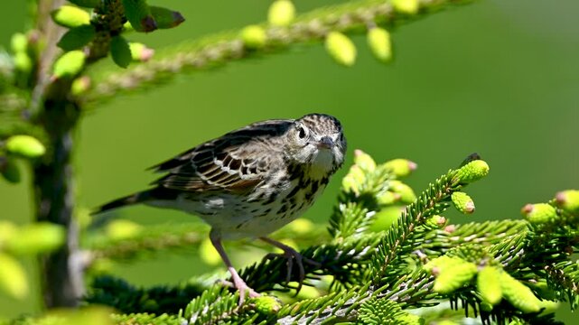 Tree pipit is singing