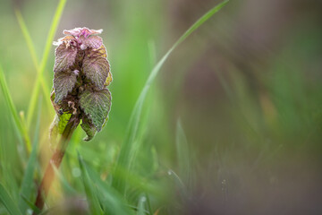 macro of a poppy