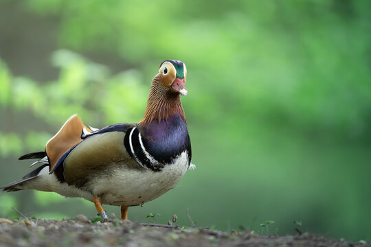 mandarin duck in the park - Powered by Adobe