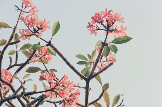 Templetree-Plumeria rubra
