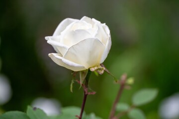 close up of a pretty white rose flower head with a blurred green background