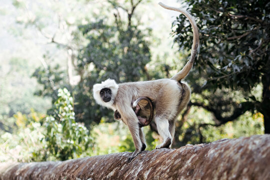 Mother Langur Monkey with Baby in a Tree