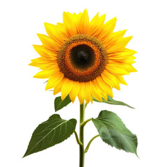 Obraz premium Sunflower object isolated on transparent png. 
