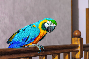 Colorful macaw parrot in a house on a railing. Domestic parrot at home
