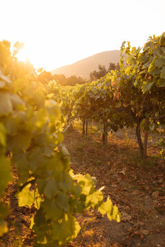 Sunset in the vineyard in Carmel, California