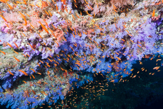 Purple Softcoral in Maldives