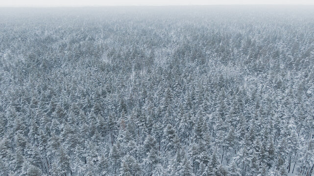 Aerial View of Snow-Covered Pine Forest