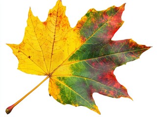 Obraz premium A maple leaf in autumn colours, isolated on a transparent background, as a png stock photo file