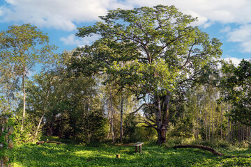 Obraz premium A serene landscape featuring a large tree surrounded by lush greenery and blue skies in mid-afternoon