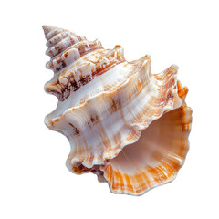 Shell object isolated on transparent png.
