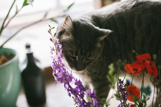 Cat marking flowers on windowsill