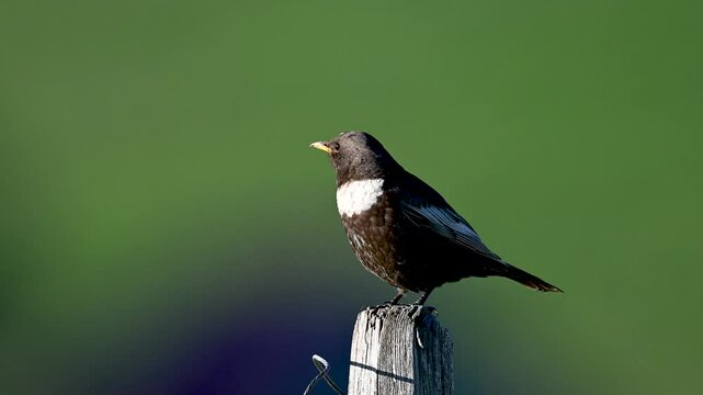 blackbird on the ground, ring ouzel