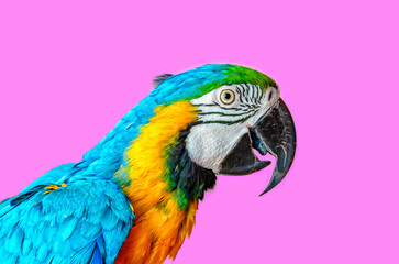Ara ararauna parrot in front of pink background
