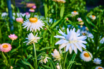 Blooming Daisies in Lush Garden Close-Up