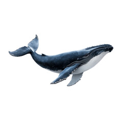  Whale object isolated on transparent png.