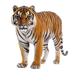  Tiger object isolated on transparent png.