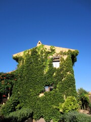 house covered in ivy