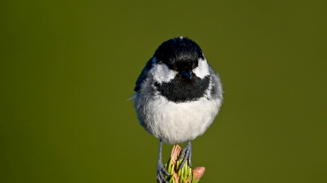 Coal tit is singing on top of the tree