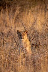 Lions in South Africa game preserve