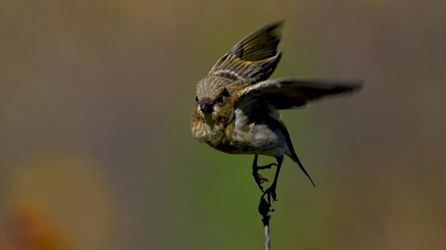 Common rosefinch is on a branch