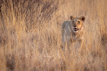 Lions in South Africa game preserve
