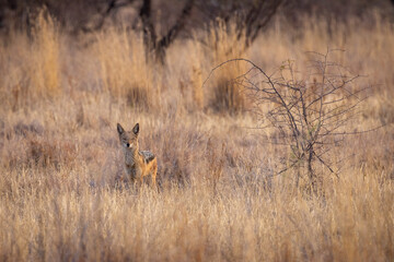 Lions in South Africa game preserve