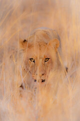 Lions in South Africa game preserve