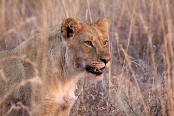 Lions in South Africa game preserve