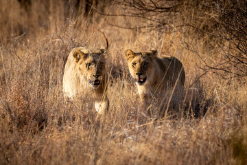 Lions in South Africa game preserve