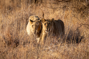 Lions in South Africa game preserve