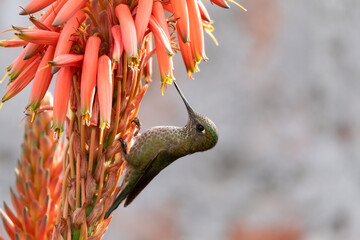Picaflor alimentándose de un aloe © Nohema Contreras V