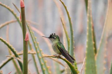 Colibrí, picaflor chico posado en una rama