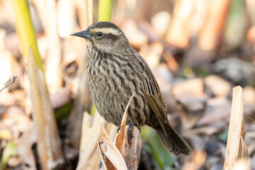 Ave, Trile hembra posada, en medio de juncos