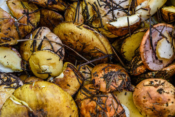 Heap of the recently collected suillus mushrooms. Natural background
