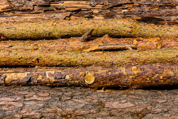 Background of the many tree logs. Wooden pattern