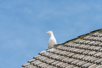 white seagull sits on the roof of a building with roof tiles